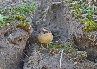 Bergheggenmus / Siberian Accentor