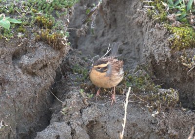 Bergheggenmus / Siberian Accentor