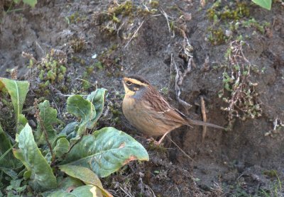 Bergheggenmus / Siberian Accentor