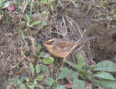 Bergheggenmus / Siberian Accentor