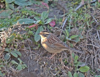 Bergheggenmus / Siberian Accentor