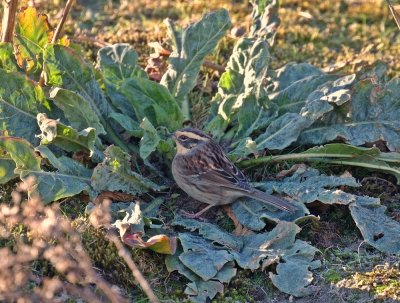 Bergheggenmus / Siberian Accentor