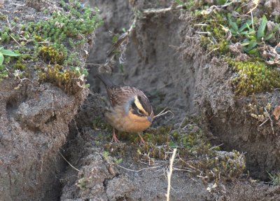 Bergheggenmus / Siberian Accentor