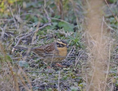 Bergheggenmus / Siberian Accentor