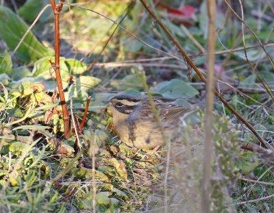 Bergheggenmus / Siberian Accentor