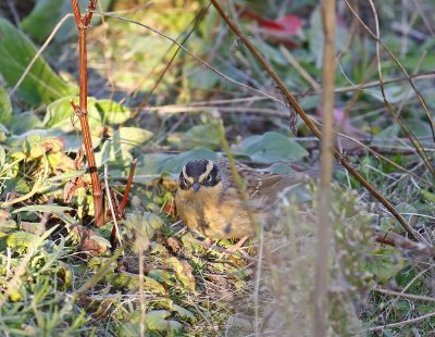 Bergheggenmus / Siberian Accentor