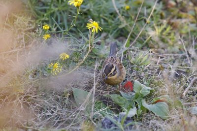 Bergheggenmus / Siberian Accentor