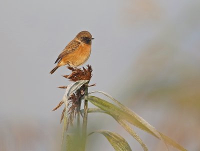 Roodborsttapuit / Common Stonechat