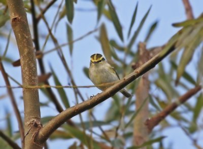 Pallas Boszanger / Pallas Leaf Warble