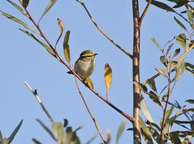 Pallas Boszanger / Pallas Leaf Warble