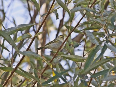 Pallas Boszanger / Pallas Leaf Warble