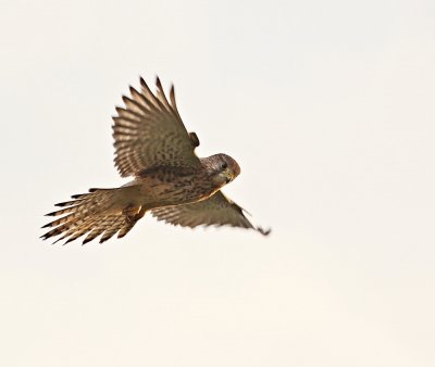 Torenvalk / Kestrel