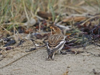 Sneeuwgors / Snow Bunting