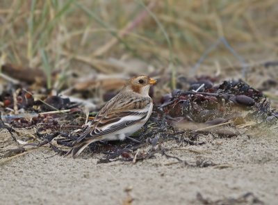 Sneeuwgors / Snow Bunting
