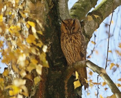 Ransuil / Long-eared Owl