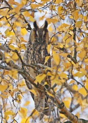 Ransuil / Long-eared Owl