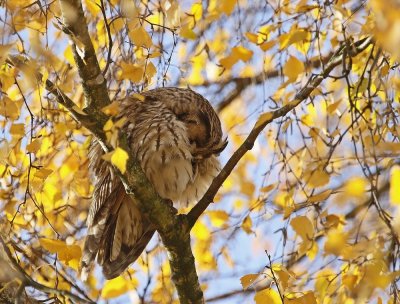 Ransuil / Long-eared Owl