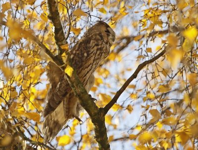 Ransuil / Long-eared Owl