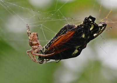 Kruisspin met Passiebloemvlinder / European Garden Spider with exotic butterfly