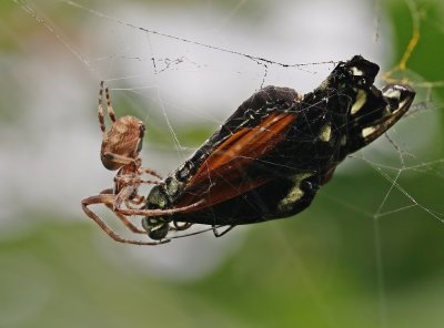Kruisspin met Passiebloemvlinder / European Garden Spider with exotic butterfly