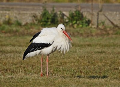 :: Ooievaar / White Stork ::