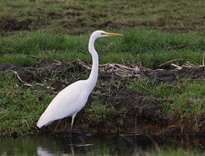 Grote Zilverreiger / Great White Egret