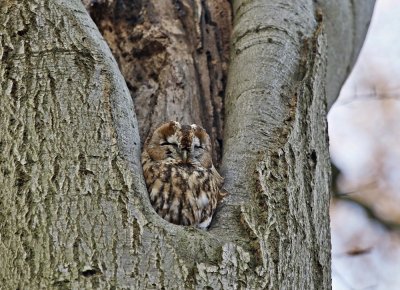 Bosuil / Tawny Owl