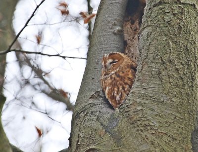 Bosuil / Tawny Owl