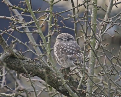 Steenuil / Little Owl