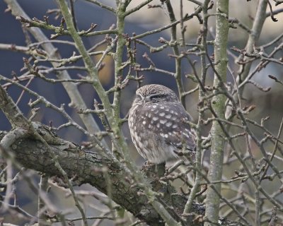 Steenuil / Little Owl