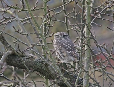 Steenuil / Little Owl
