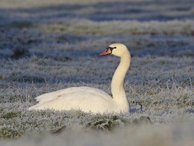 Knobbelzwaan / Mute Swan