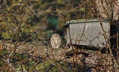 Steenuil / Little Owl