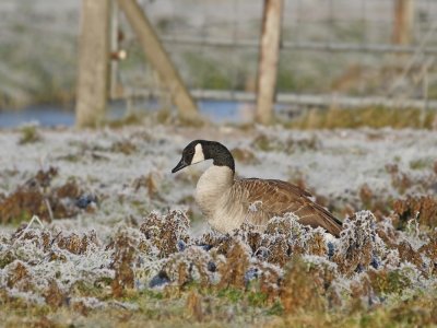 Canadese Gans / Canada Goose