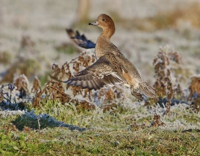 Smient / Eurasian Wigeon