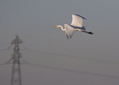 Grote Zilverreiger / Great White Egret