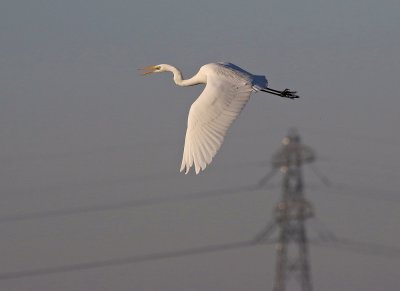Grote Zilverreiger / Great White Egret
