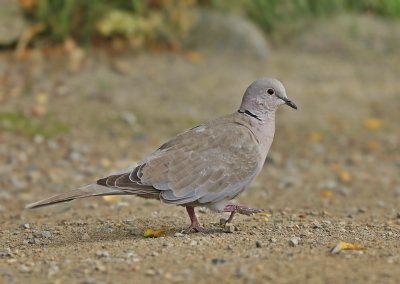 Turkse Tortel / Collared Dove