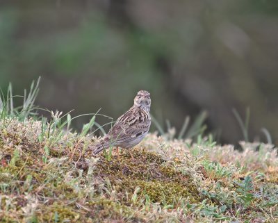 Boomleeuwerik / Woodlark