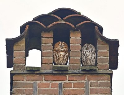 Bosuil / Tawny Owl