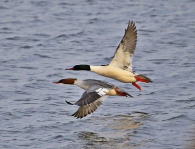 Grote Zaagbek / Goosander