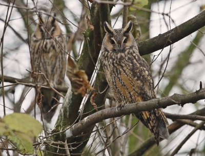 Ransuil / Long-eared Owl