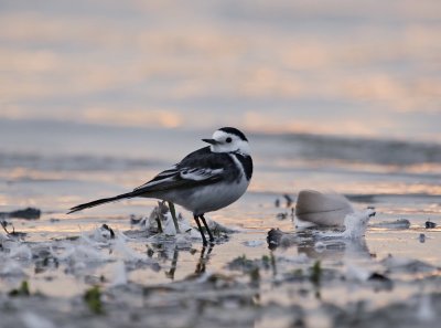 Rouwkwikstaart / Pied Wagtail