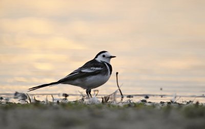 :: Rouwkwikstaart / Pied Wagtail ::
