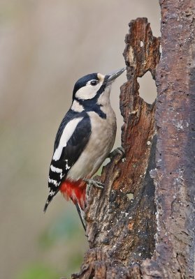 Grote Bonte Specht / Great Spotted Woodpecker
