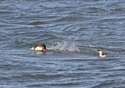 Zeekoet / Common Guillemot