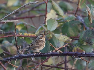 Dwerggors / Little Bunting