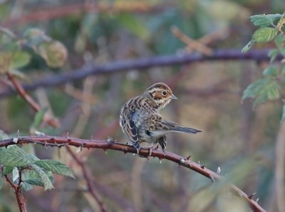 Dwerggors / Little Bunting