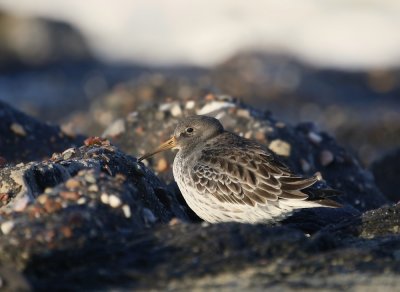 Paarse Strandloper / Purple Sandpiper