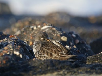 Paarse Strandloper / Purple Sandpiper